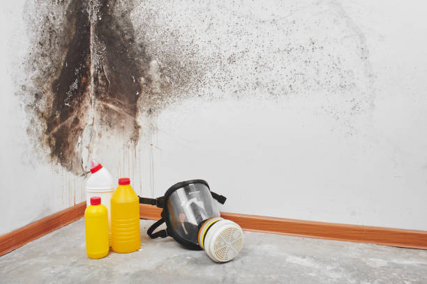 Best Mold Remediation Experts  in Wakeman, OH