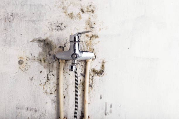 Best Mold Removal and Inspection  in Wakeman, OH