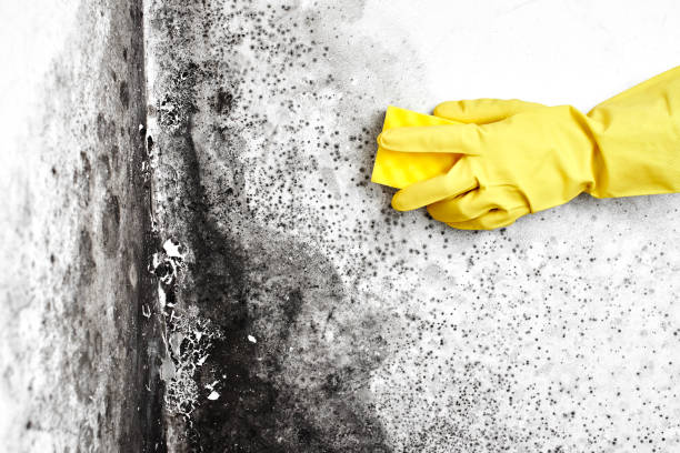 Office Mold Removal Services in Wakeman, OH
