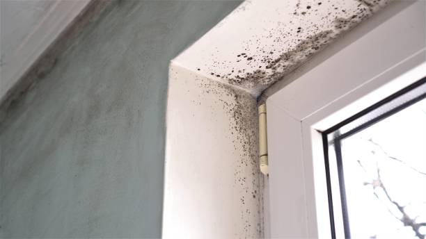 Mold Removal and Inspection in Wakeman, OH