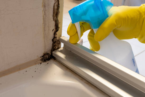Best Mold Remediation  in Wakeman, OH
