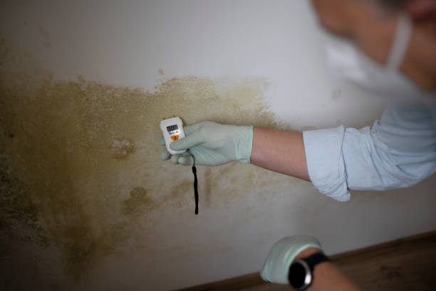Attic Mold Removal in Wakeman, OH