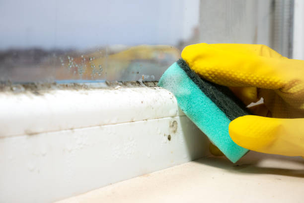Best Attic Mold Removal  in Wakeman, OH