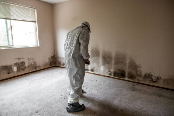 Best Local Mold Removal Service  in Wakeman, OH
