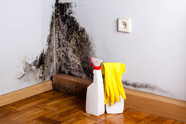 Best Toxic Mold Removal  in Wakeman, OH