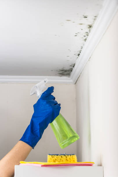 Best Certified Mold Removal  in Wakeman, OH