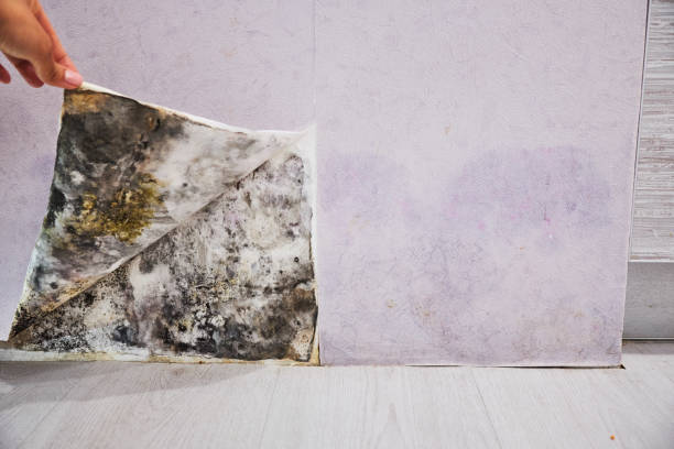 Best Mold Testing  in Wakeman, OH